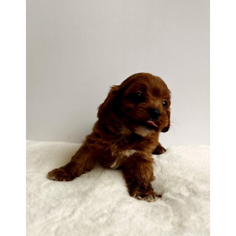 販売中の神奈川県のキャバプー:キャバリア×トイプードル-416215の16枚目