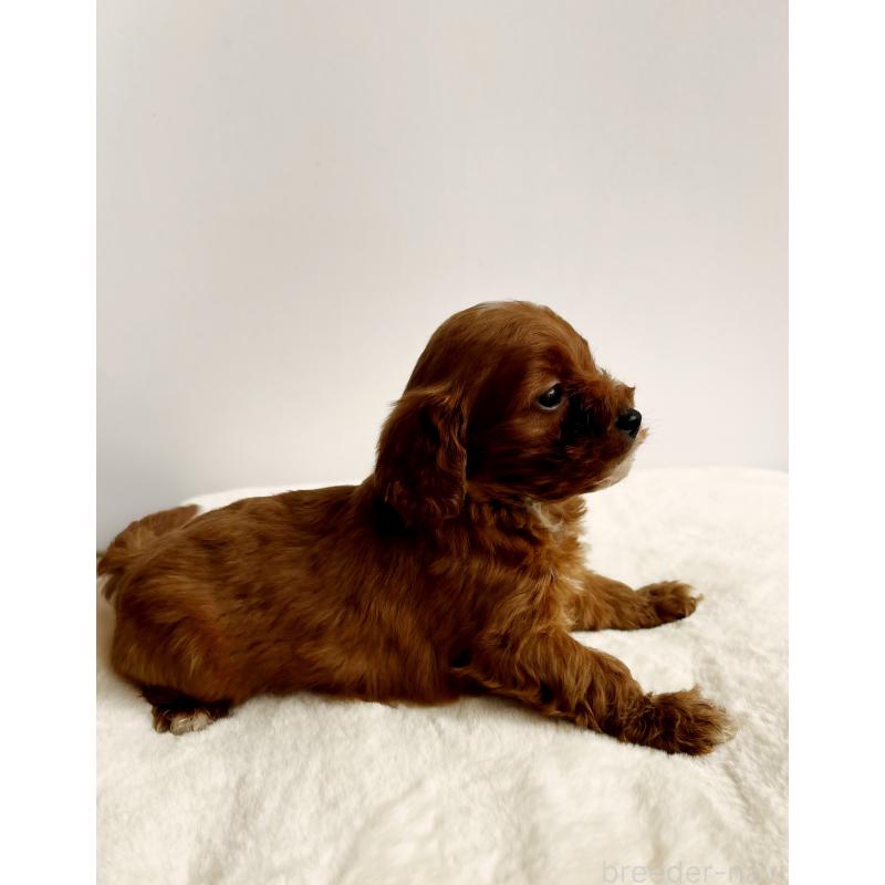 販売中の神奈川県のキャバプー:キャバリア×トイプードル-416215の15枚目