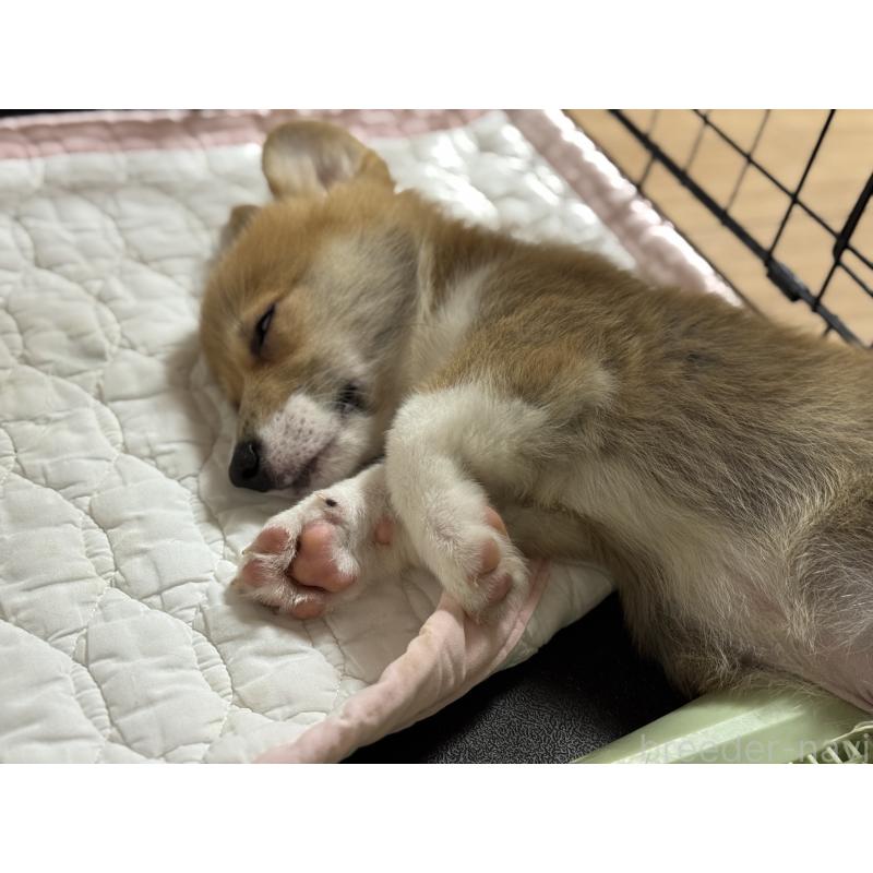 成約済の千葉県のウェルシュコーギーペンブローク-418259の2枚目