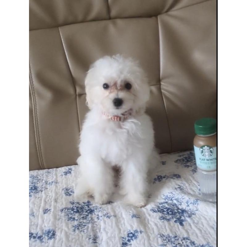 成約済の北海道のティーカッププードル-396276の8枚目