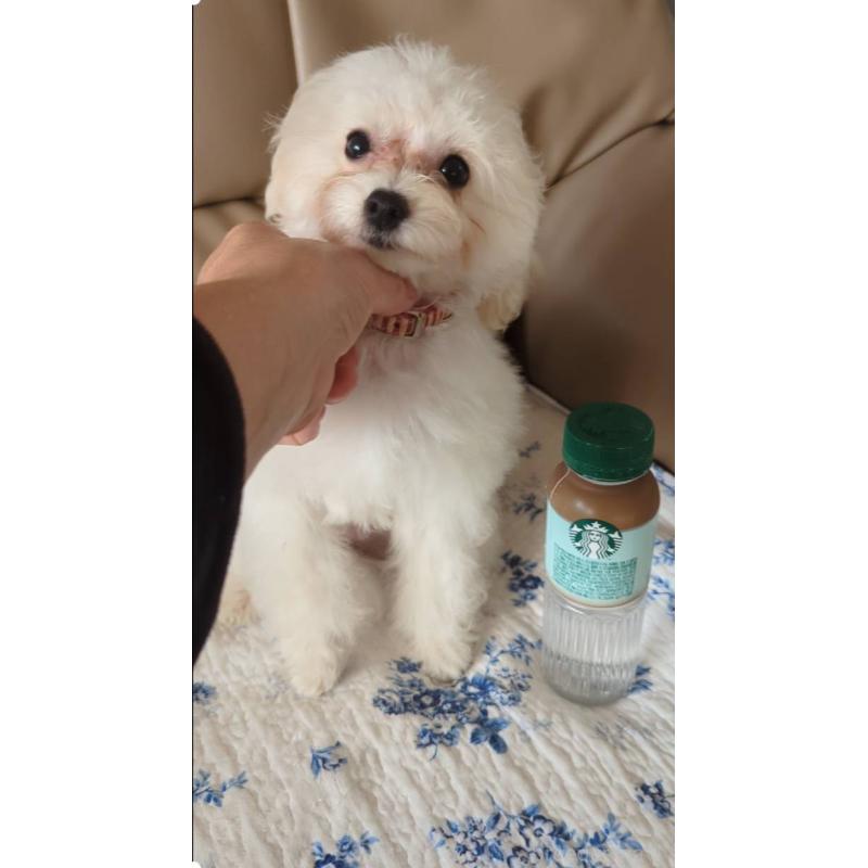 成約済の北海道のティーカッププードル-396276の7枚目