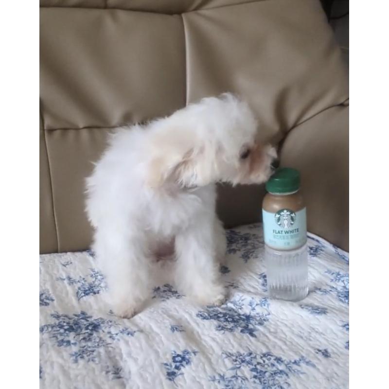 成約済の北海道のティーカッププードル-396276の6枚目