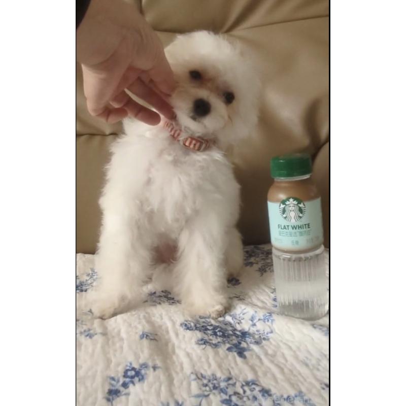 成約済の北海道のティーカッププードル-396276の5枚目