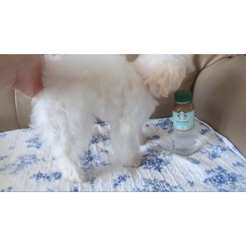 成約済の北海道のティーカッププードル-396276の4枚目