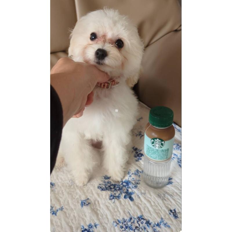 成約済の北海道のティーカッププードル-396276の3枚目