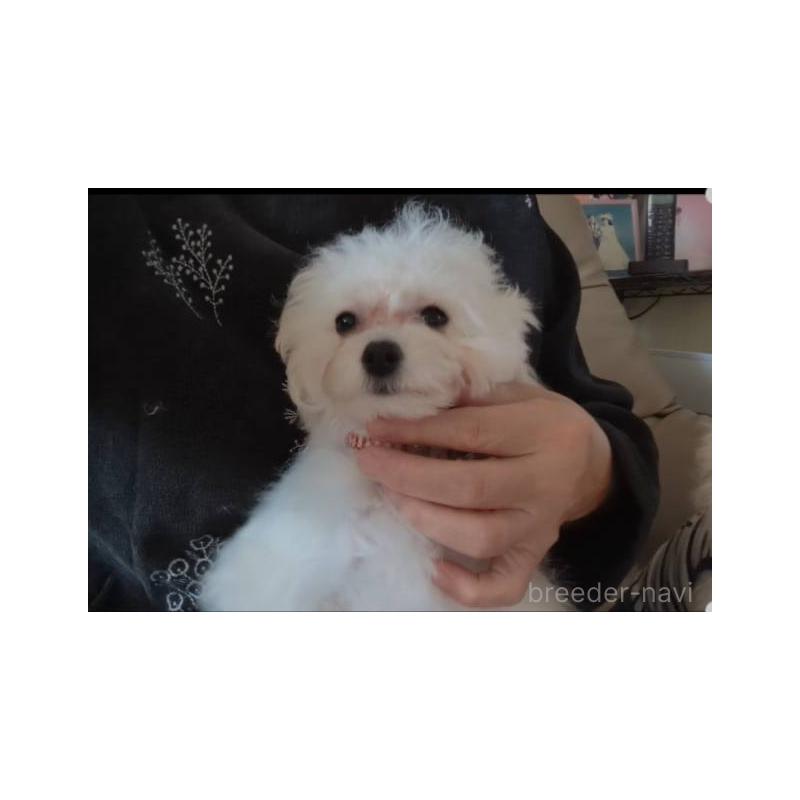 成約済の北海道のティーカッププードル-396276の2枚目