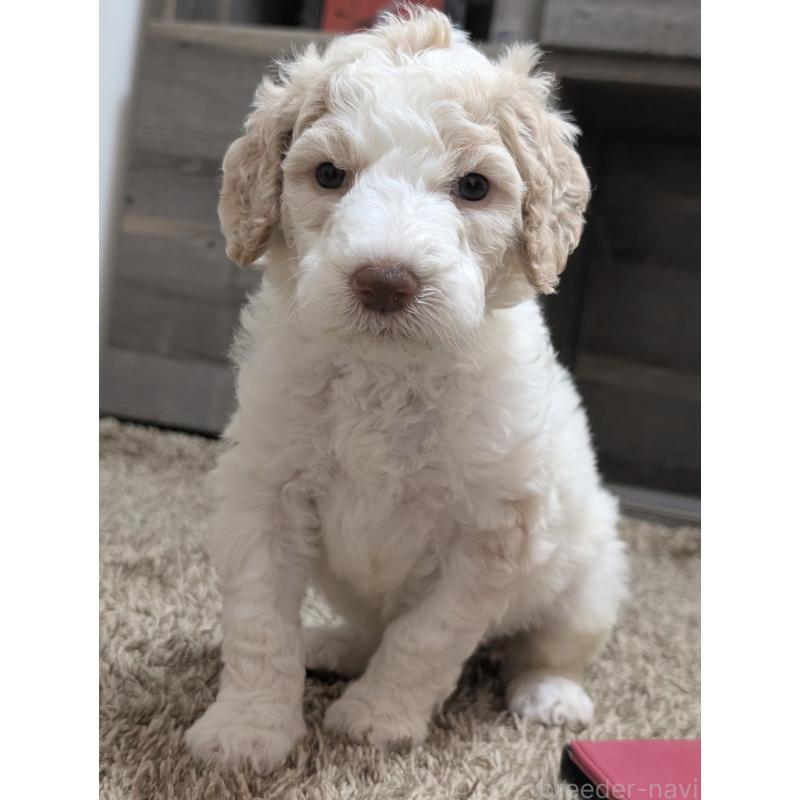 成約済の香川県のスタンダードプードル-418405の3枚目