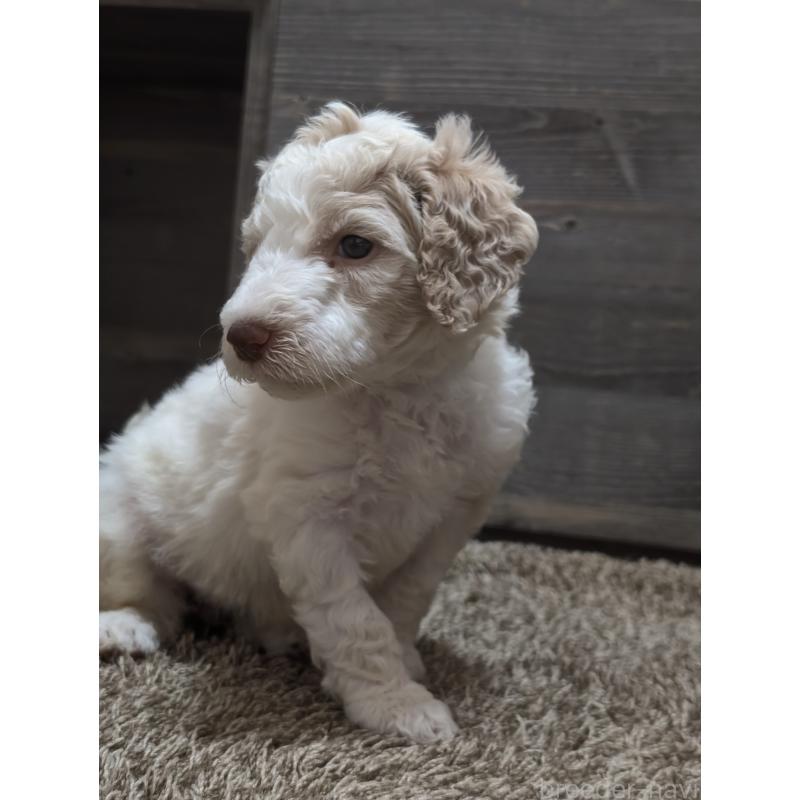 成約済の香川県のスタンダードプードル-418405の2枚目