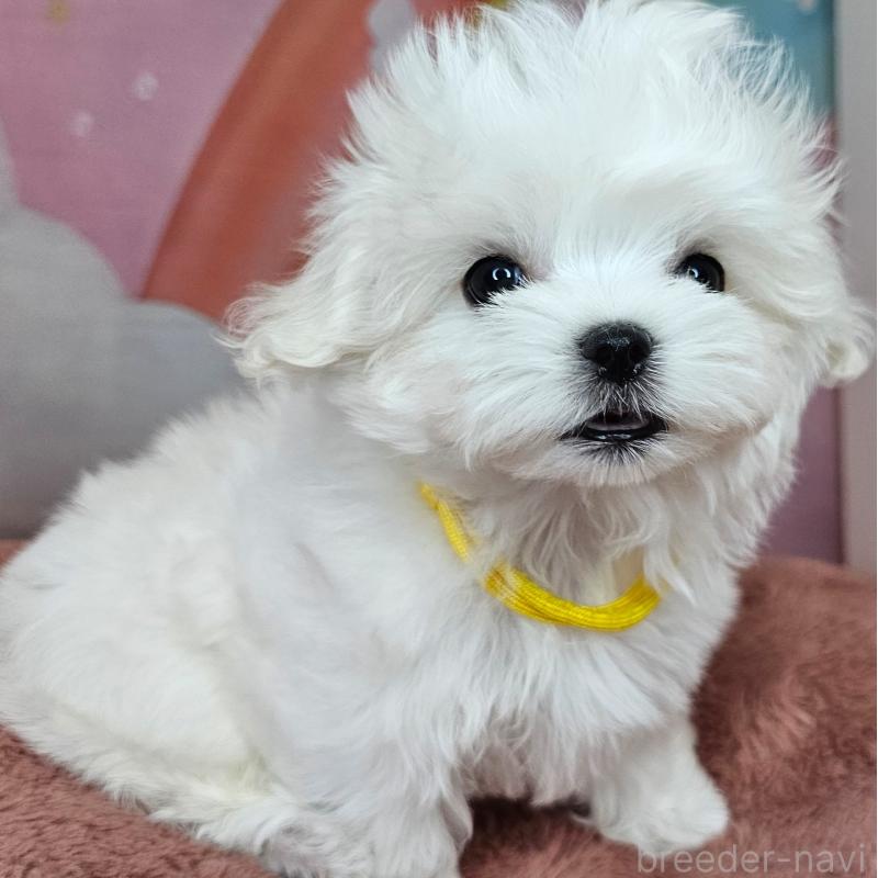 成約済の愛知県のマルチーズ-406722の7枚目