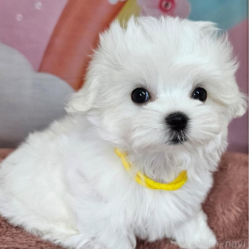 成約済の愛知県のマルチーズ-406722の6枚目