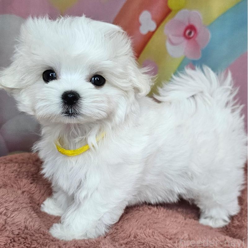 成約済の愛知県のマルチーズ-406722の5枚目