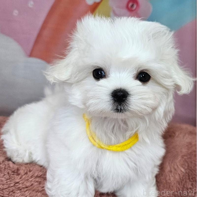 成約済の愛知県のマルチーズ-406722の4枚目