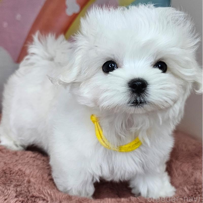 成約済の愛知県のマルチーズ-406722の3枚目