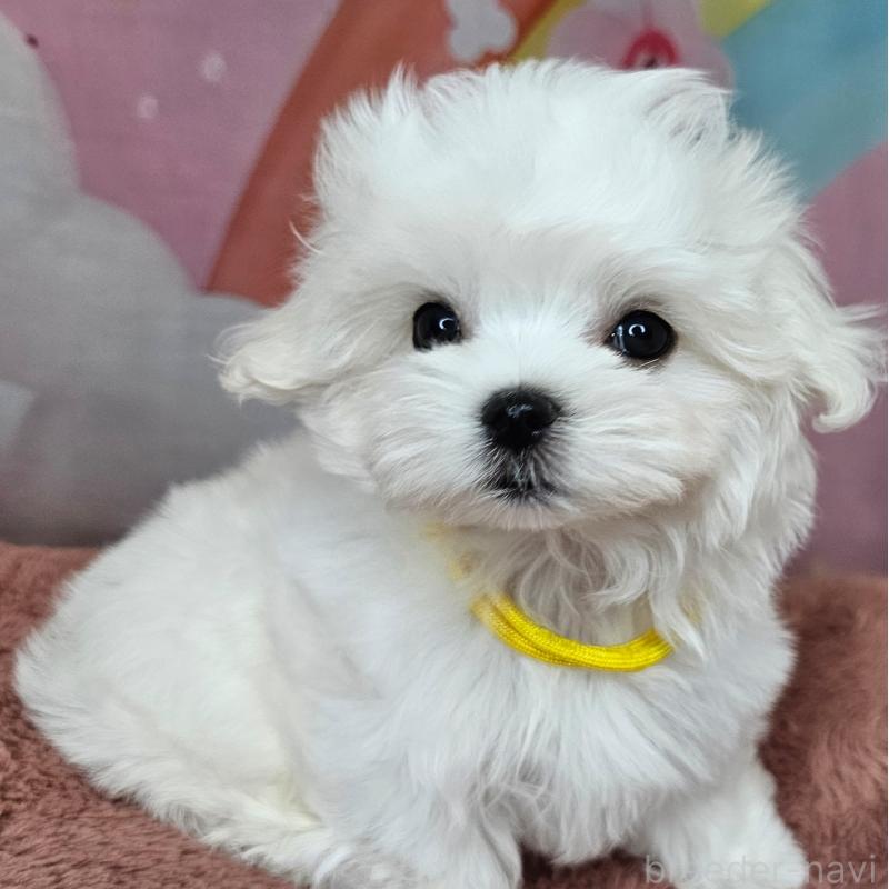 成約済の愛知県のマルチーズ-406722の2枚目