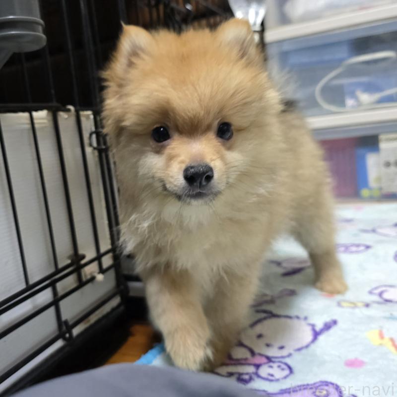 販売中の岡山県のポメラニアン-406319の6枚目