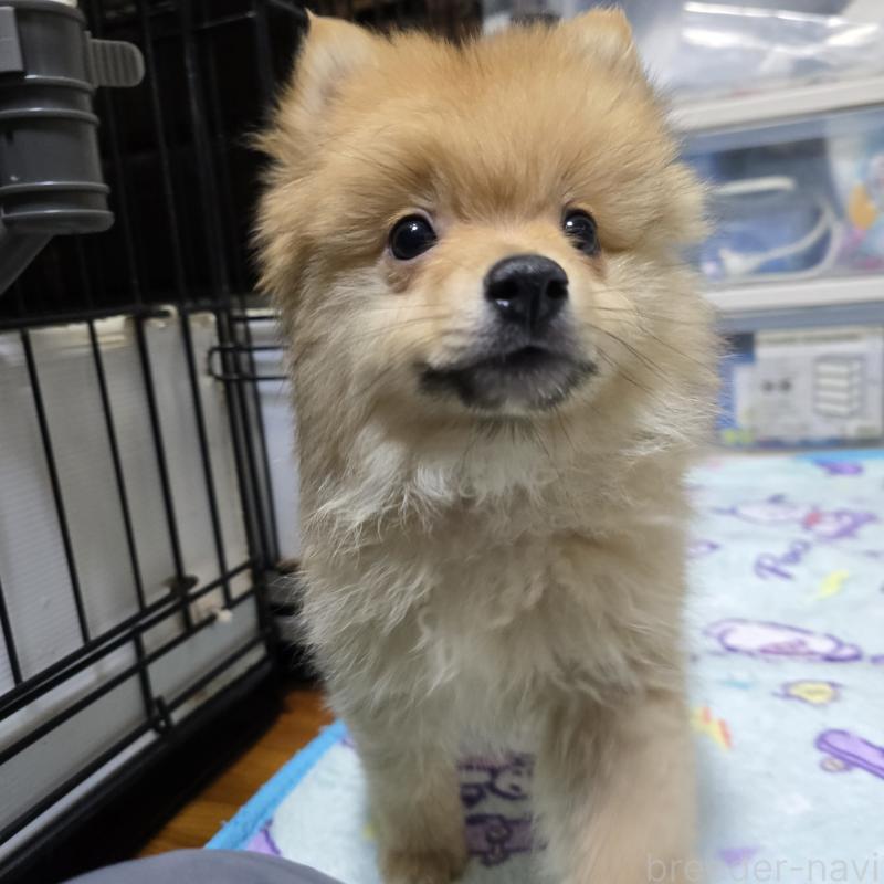 販売中の岡山県のポメラニアン-406319の4枚目