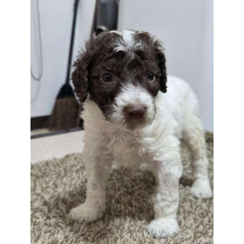 成約済の香川県のスタンダードプードル-418399の7枚目