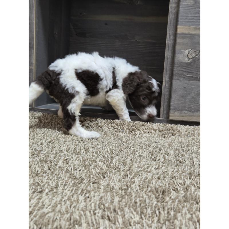 成約済の香川県のスタンダードプードル-418399の6枚目