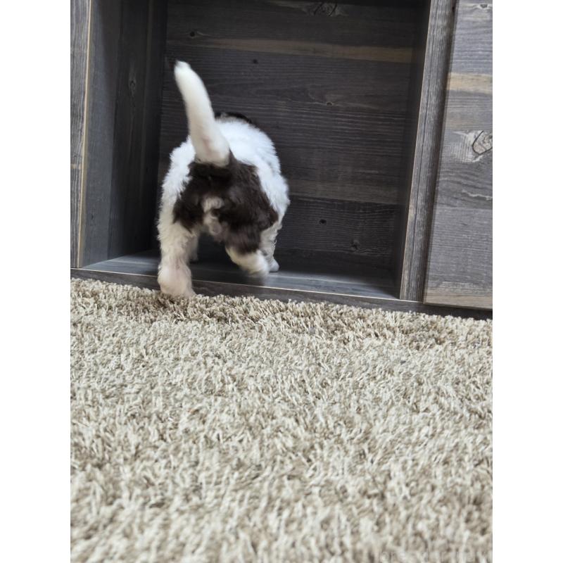 成約済の香川県のスタンダードプードル-418399の5枚目