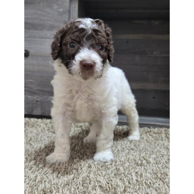 成約済の香川県のスタンダードプードル-418399の4枚目