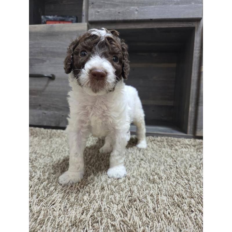 成約済の香川県のスタンダードプードル-418399の3枚目