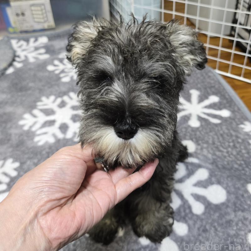 成約済の岡山県のミニチュアシュナウザー-406799の1枚目