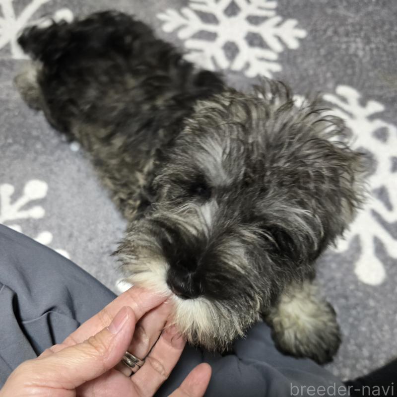 成約済の岡山県のミニチュアシュナウザー-406799の2枚目