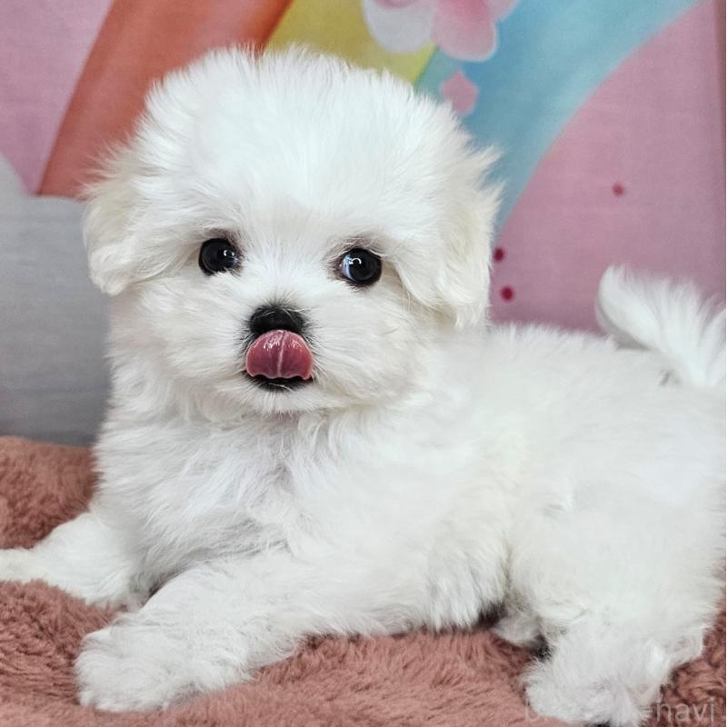 成約済の愛知県のマルチーズ-406723の6枚目