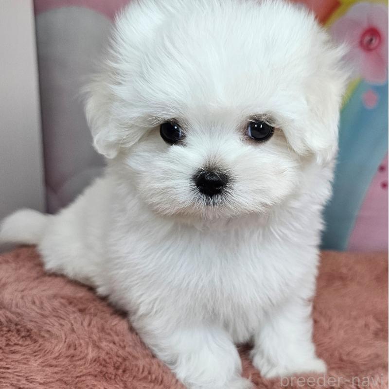 成約済の愛知県のマルチーズ-406723の5枚目