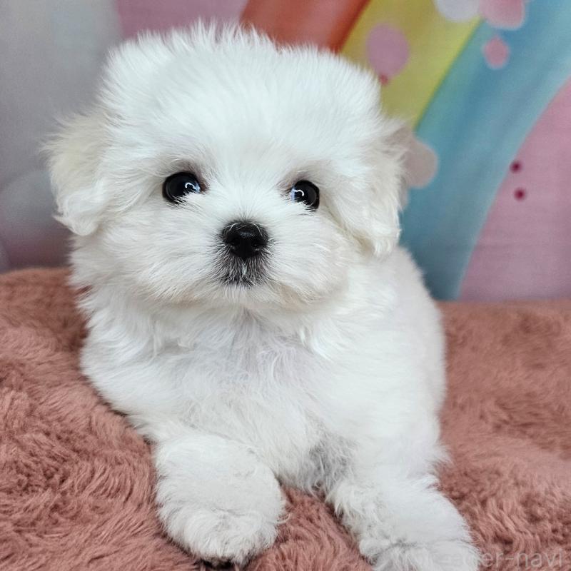 成約済の愛知県のマルチーズ-406723の4枚目