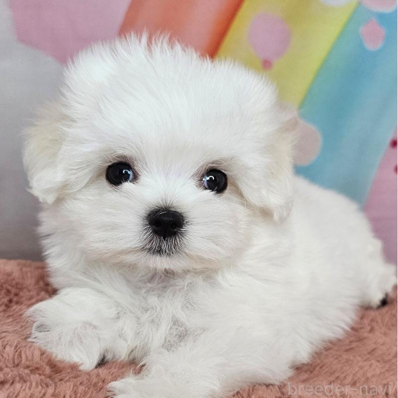 成約済の愛知県のマルチーズ-406723の3枚目