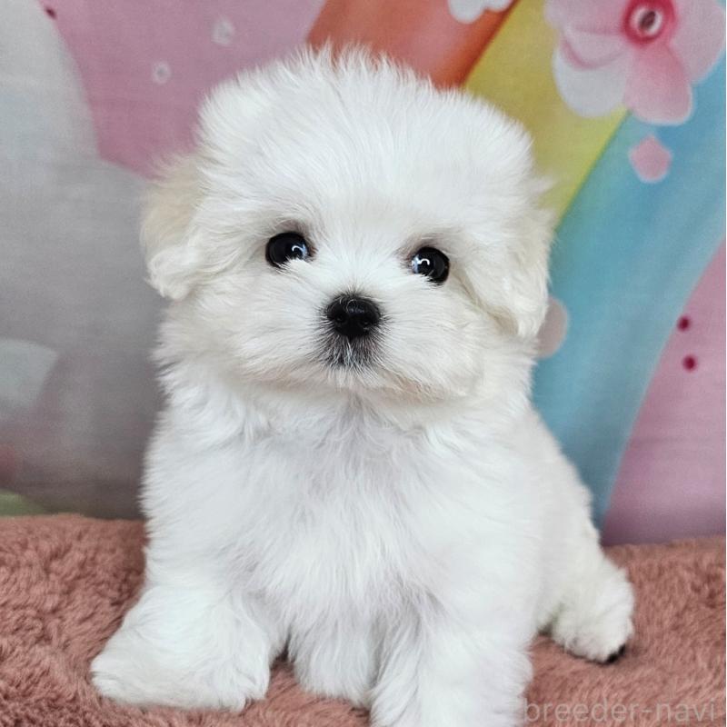 成約済の愛知県のマルチーズ-406723の2枚目