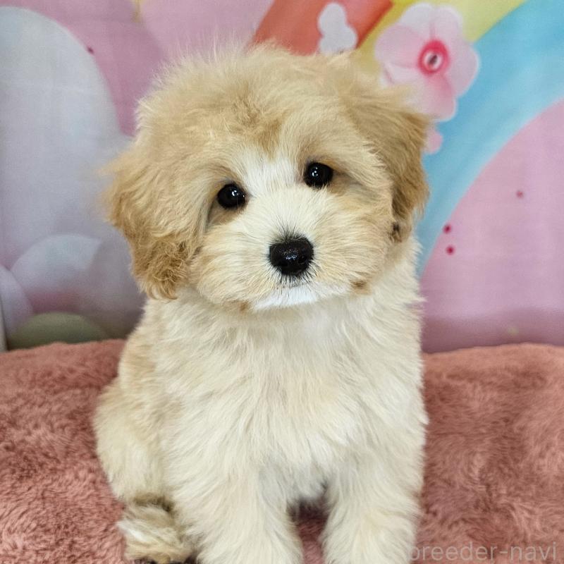 商談中の愛知県のミックス犬-403022の13枚目