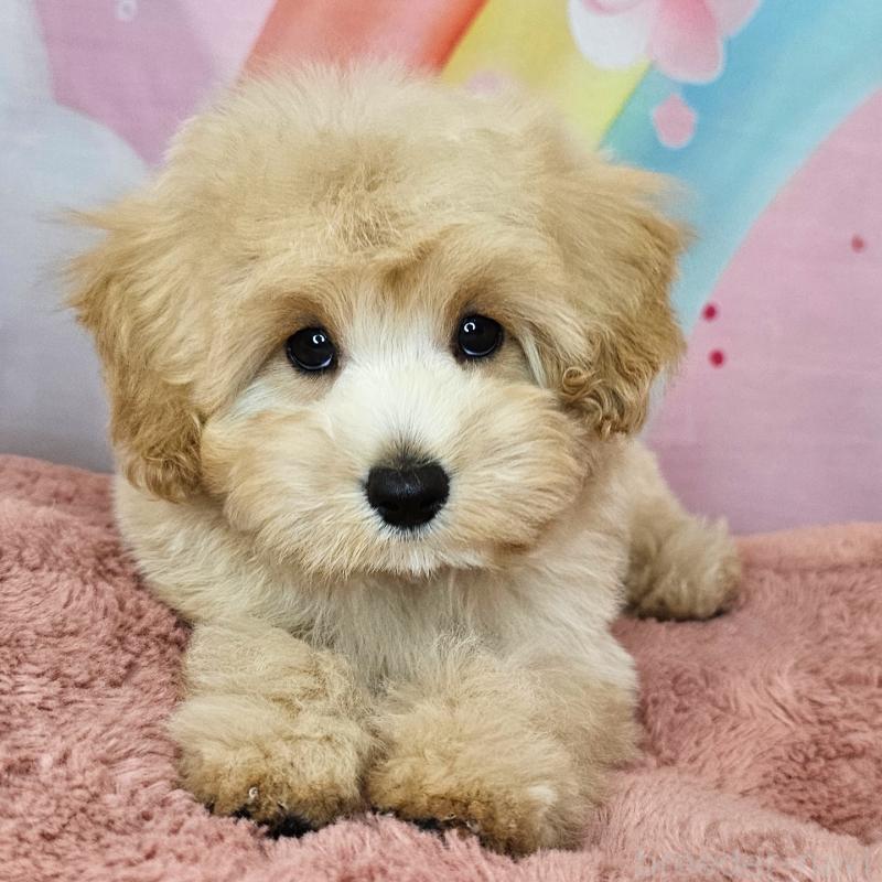 商談中の愛知県のミックス犬-403022の12枚目