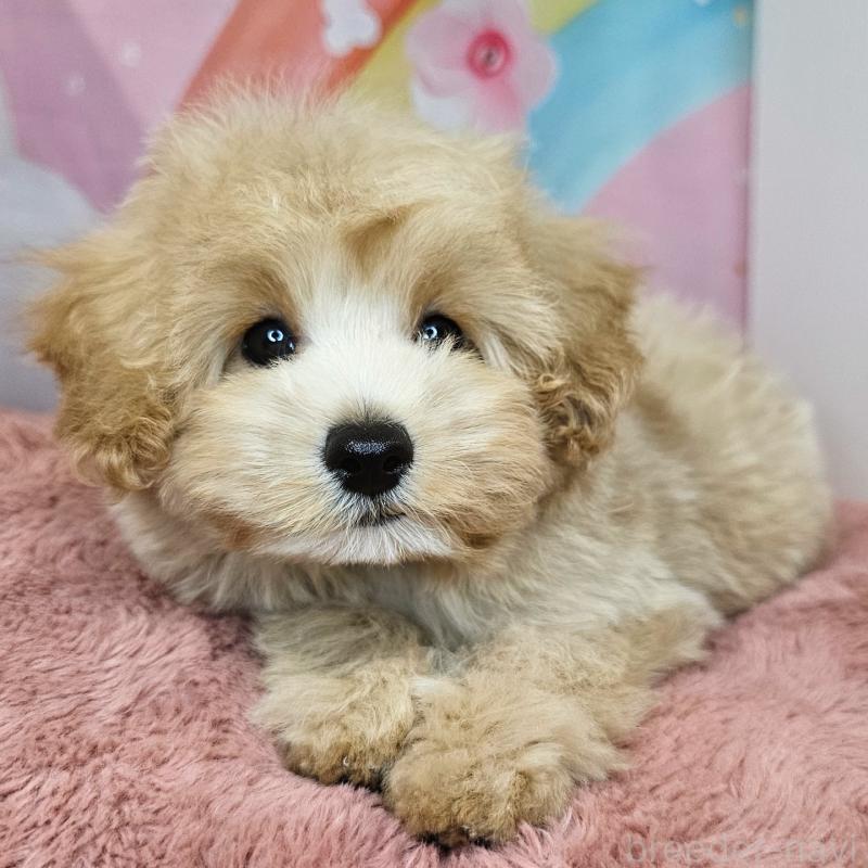 商談中の愛知県のミックス犬-403022の11枚目