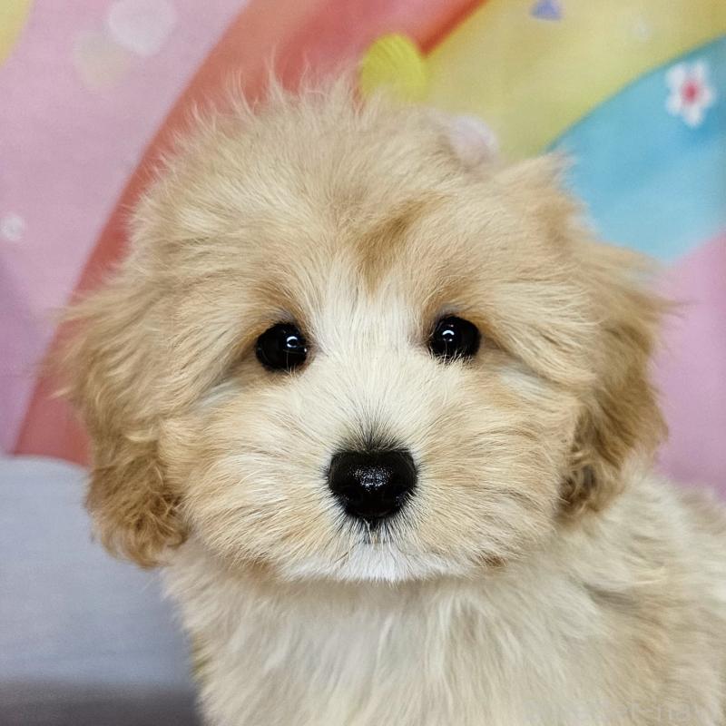 商談中の愛知県のミックス犬-403022の10枚目