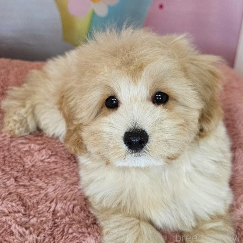 商談中の愛知県のミックス犬-403022の9枚目