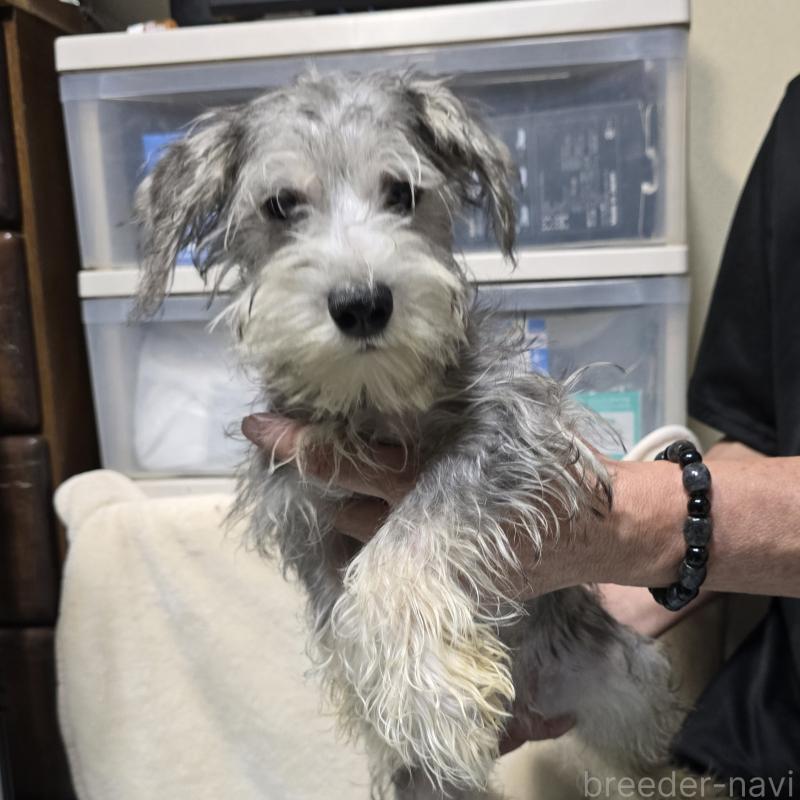 成約済の岡山県のミニチュアシュナウザー-394057の4枚目