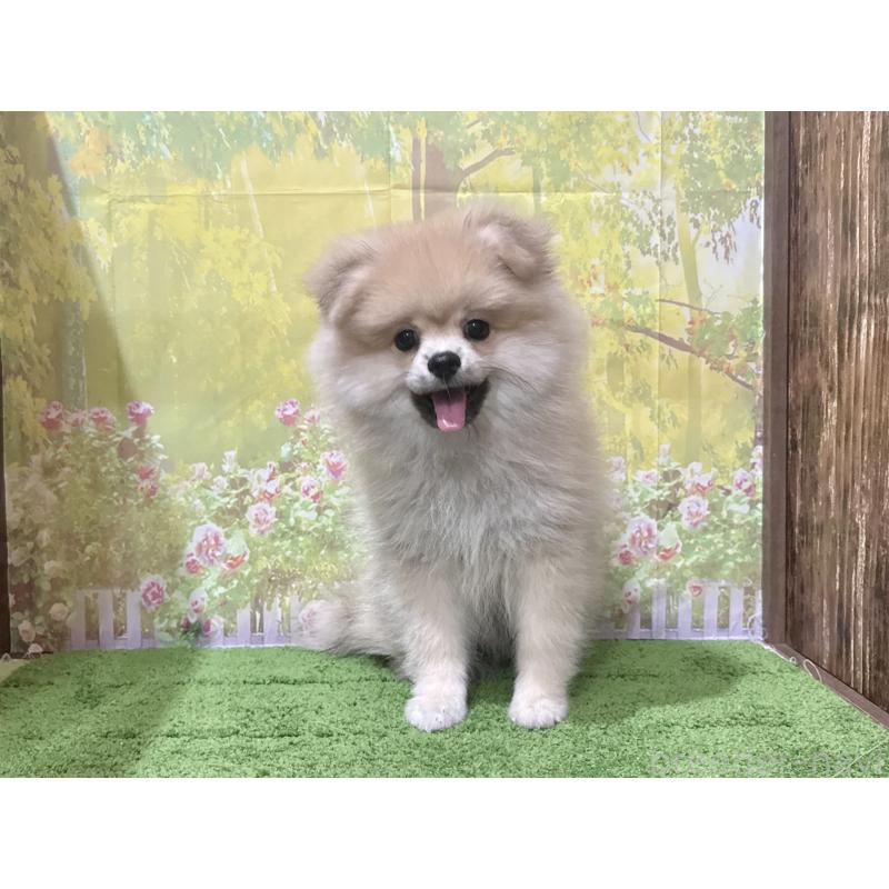 販売中の埼玉県のポメラニアン-403273の5枚目