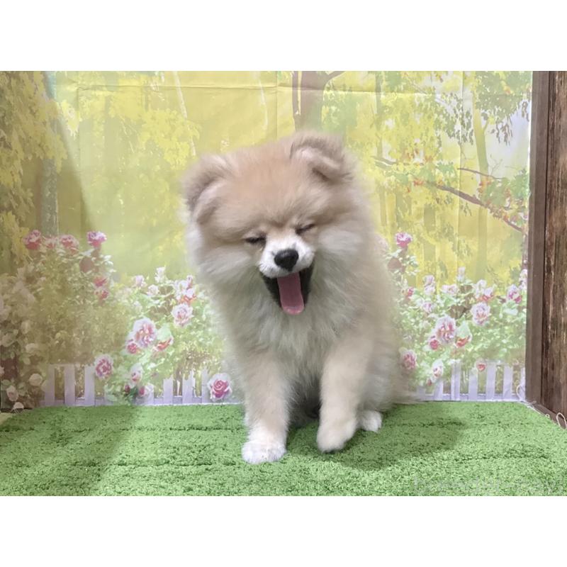 販売中の埼玉県のポメラニアン-403273の4枚目