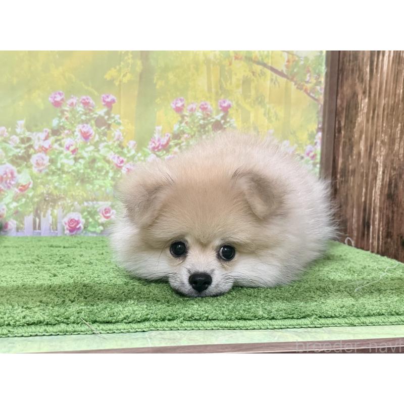 販売中の埼玉県のポメラニアン-403273の3枚目