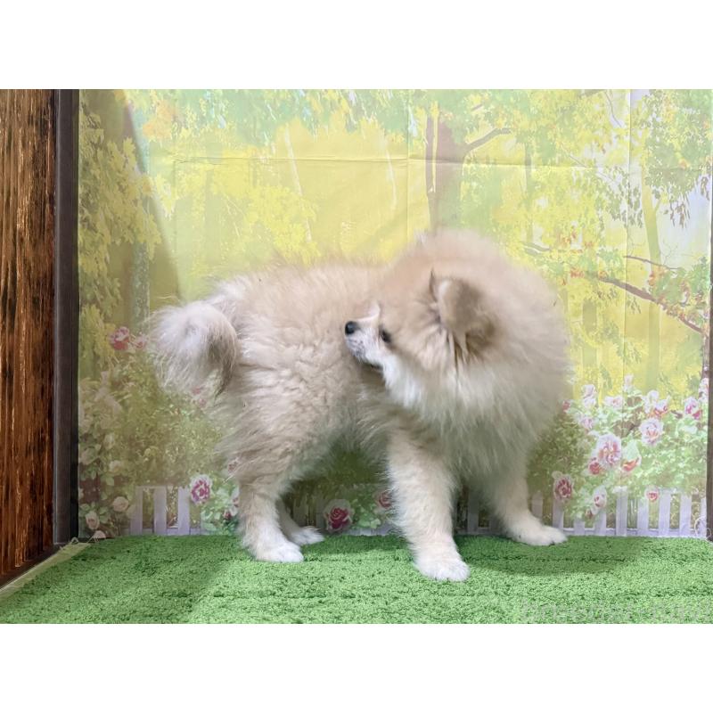 販売中の埼玉県のポメラニアン-403273の2枚目