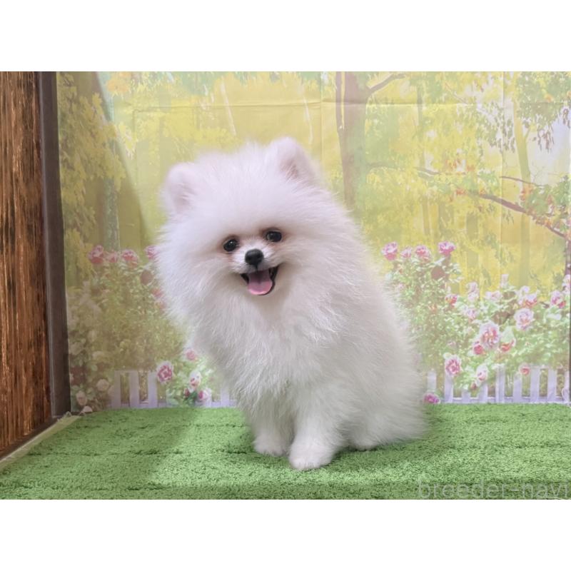 販売中の埼玉県のポメラニアン-408685の5枚目