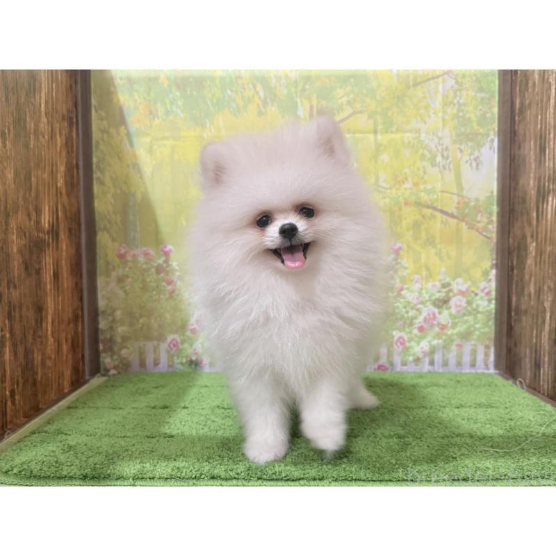 販売中の埼玉県のポメラニアン-408685の4枚目