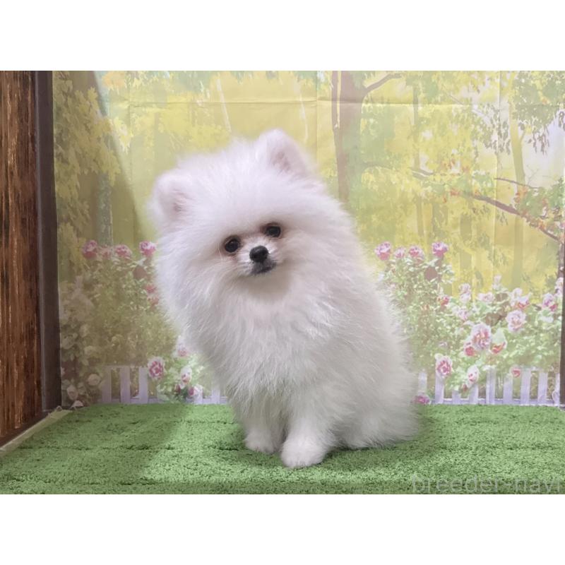 販売中の埼玉県のポメラニアン-408685の3枚目