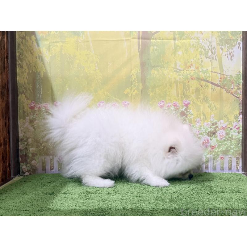 販売中の埼玉県のポメラニアン-408685の2枚目