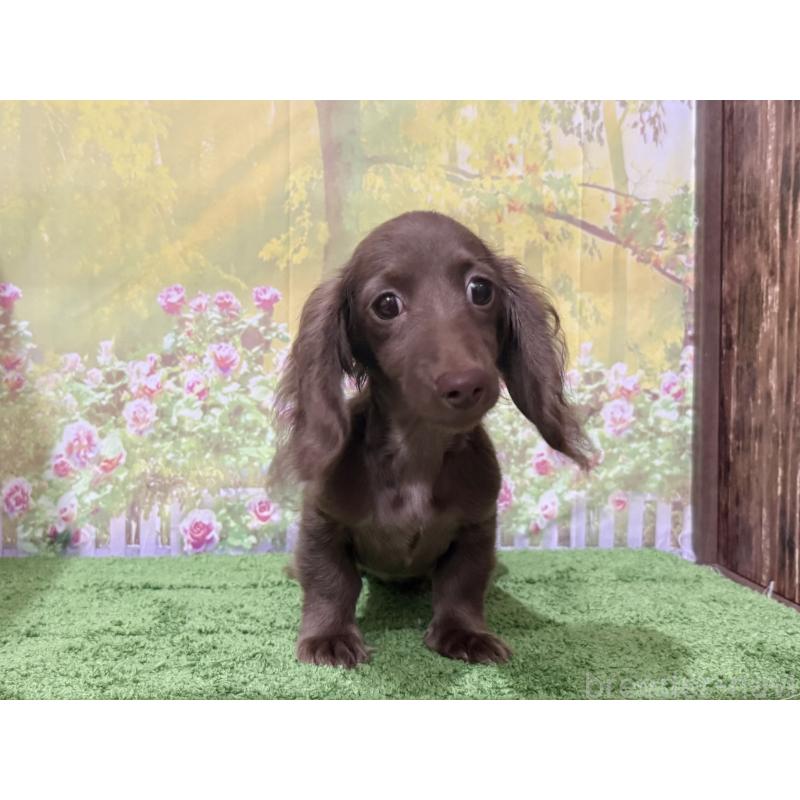 販売中の埼玉県のミニチュアダックスフンド(ロングヘアード)-398900の5枚目