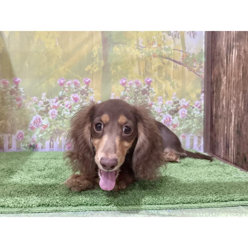 販売中の埼玉県のミニチュアダックスフンド(ロングヘアード)-396020の5枚目