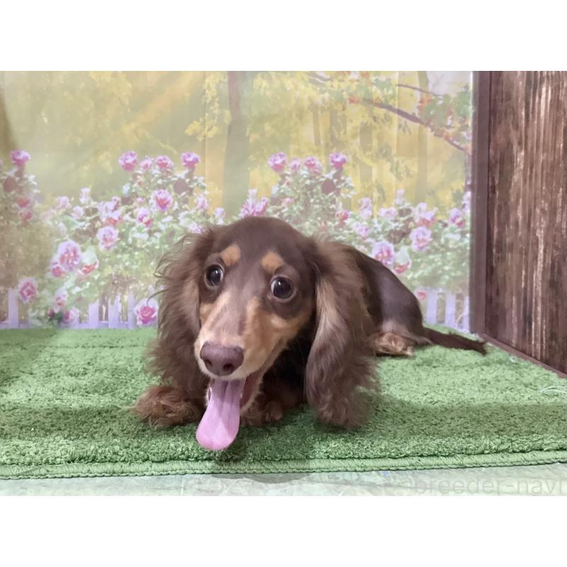 販売中の埼玉県のミニチュアダックスフンド(ロングヘアード)-396020の4枚目