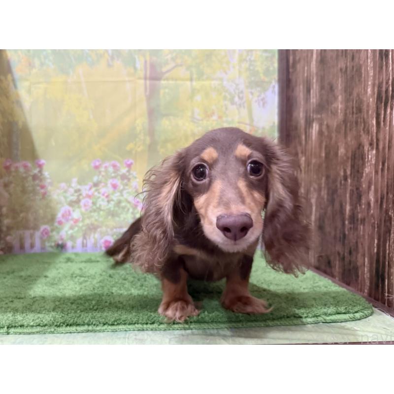 販売中の埼玉県のミニチュアダックスフンド(ロングヘアード)-396020の3枚目